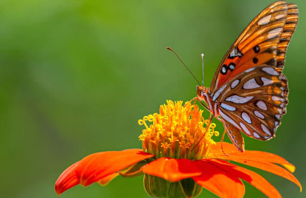 Orange butterfly on orange flower. Keep reading to discover more fun things to do in Gainesville that’s free. 
