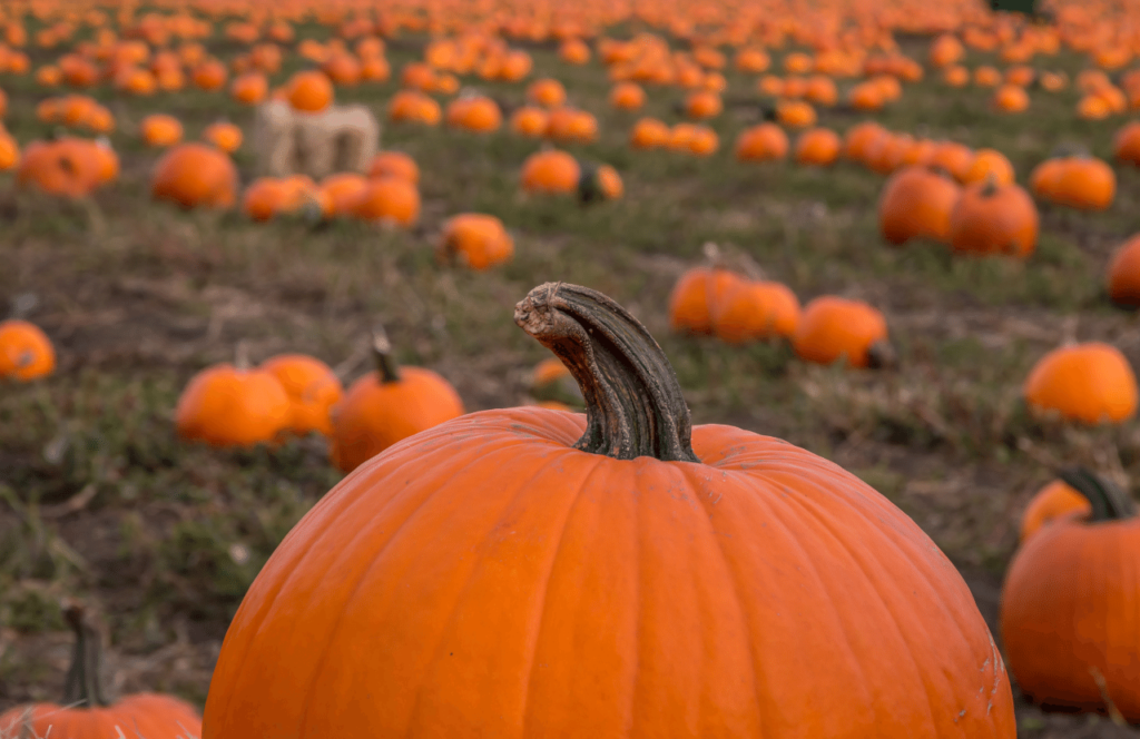 Pumpkin Patch in Florida. Keep reading to get the best things to do in Florida for Halloween and Fall!