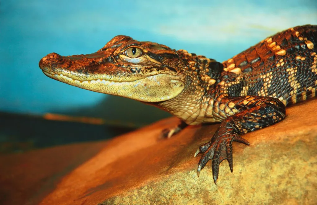 Alligator and Wildlife Discovery Center. One of the best things to do in Treasure Island, Florida