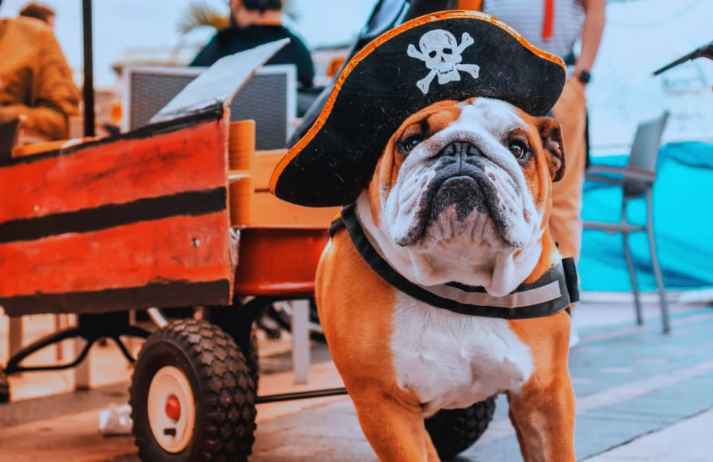 Dog in Pirate Costume for Gasparilla Festival. One of the best free things to do in Tampa, Florida