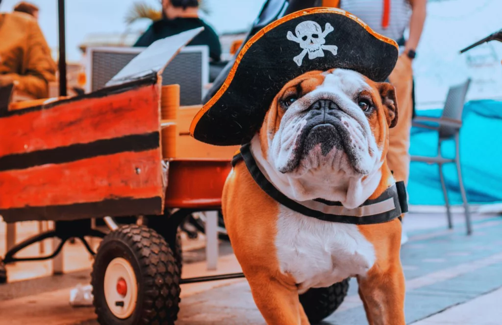 Dog in pirate costume waiting for an ice cream pup cup. Keep reading to find out more about the best ice cream shops in Orlando.