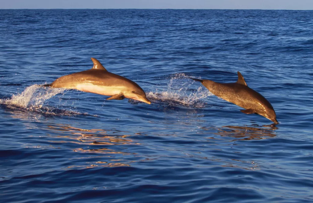 Dolphin Quest Tour at Johns Pass Keep reading to get the best free things to do in St. Petersburg, Florida.