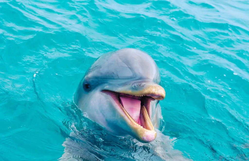 Dolphin Quest Tour at Johns Pass. Keep reading for the full guide on the best things to do in Treasure Island, Florida. 