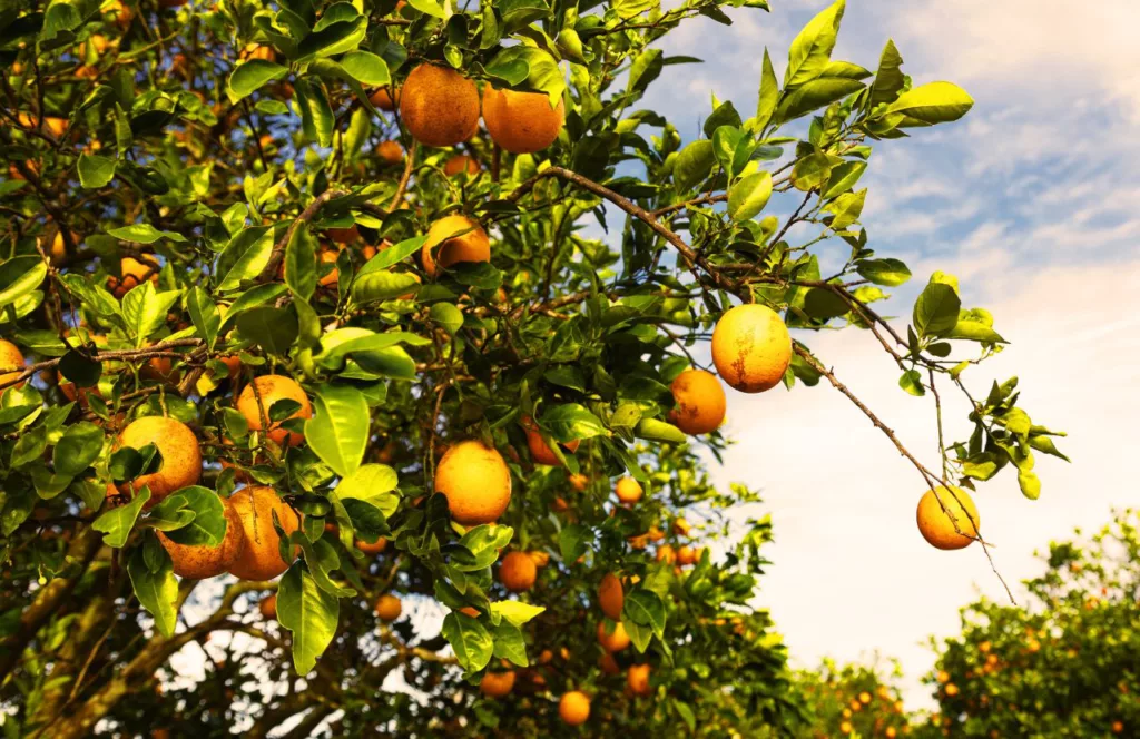Florida Orange Groves Winery. One of the best things to do in Treasure Island, Florida