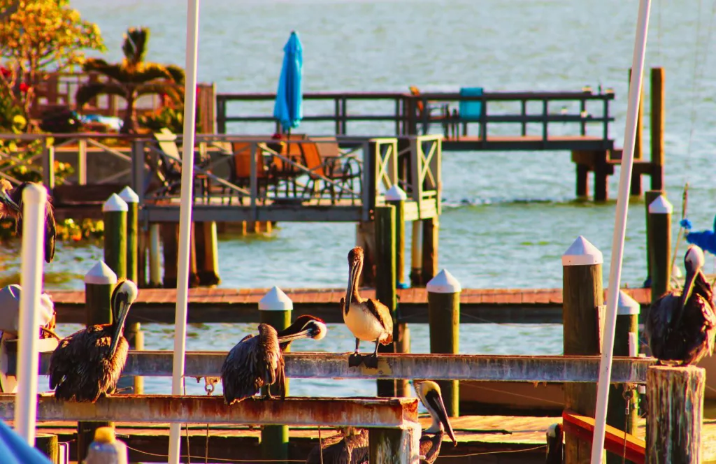 John's Pass Village with Pelicans on the Pier. One of the best things to do in Treasure Island, Florida