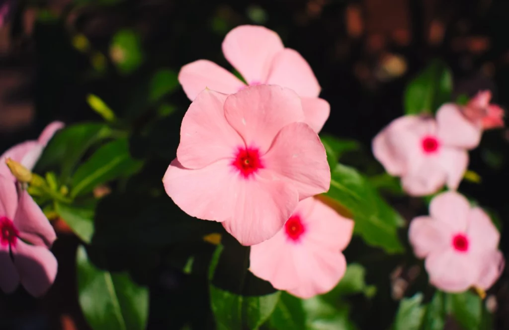 Pink Flower at Florida Botanical Gardens. Keep reading to learn more of the best free things to do in Tampa.  