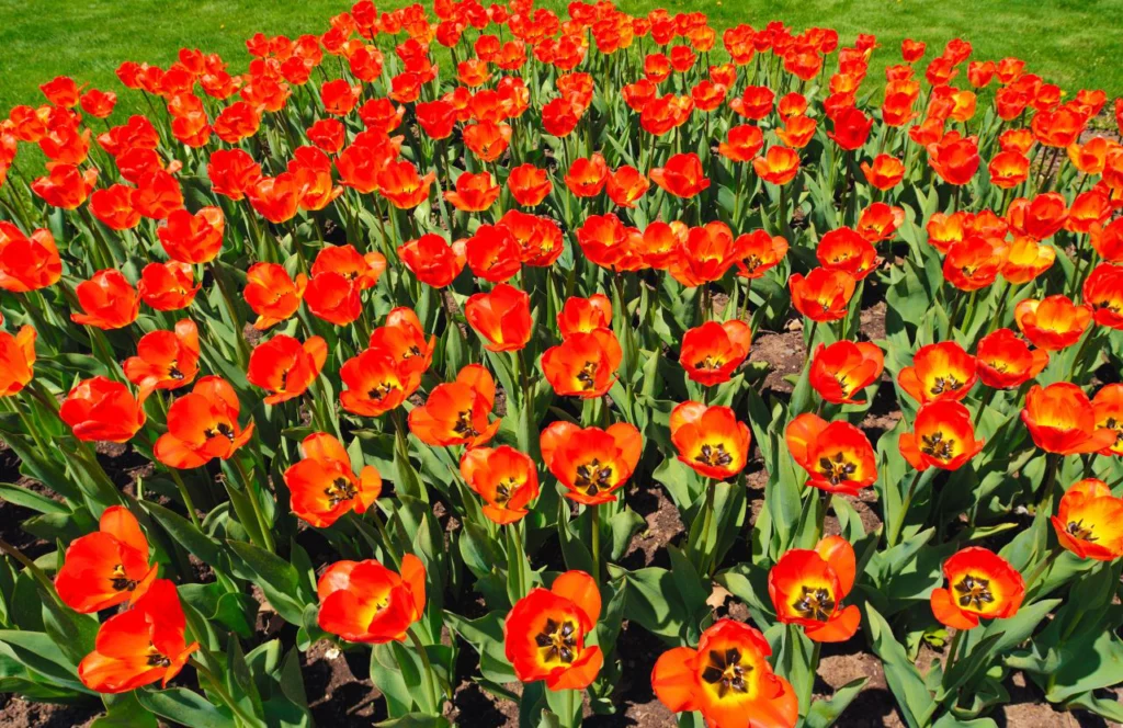 Red Tulips at Florida Botanical Gardens. Keep reading for the full guide on what to do in Tampa that is free. 