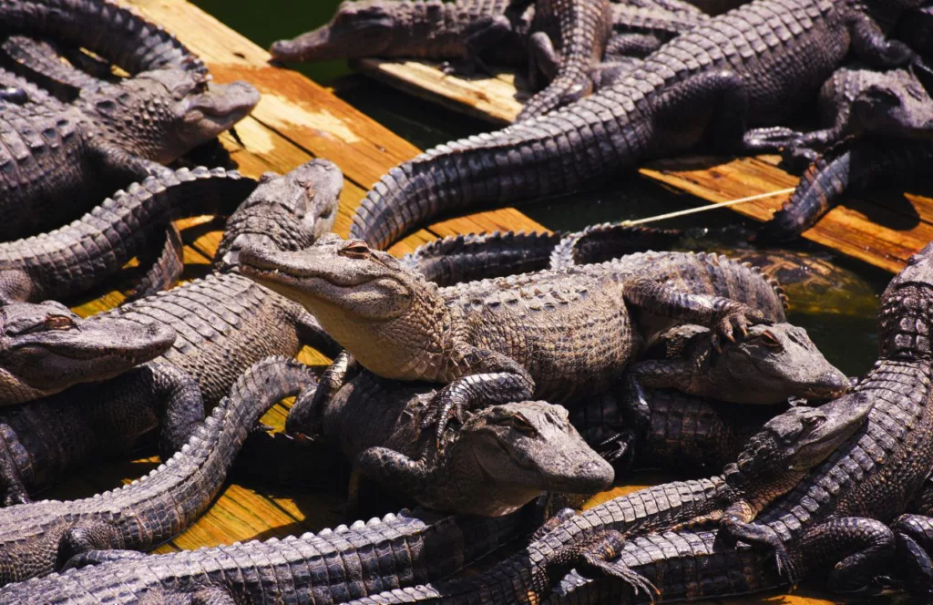 Smuggler’s Cove Adventure Golf Alligators. Keep reading to discover more of the best things to do in Treasure Island, Florida. 