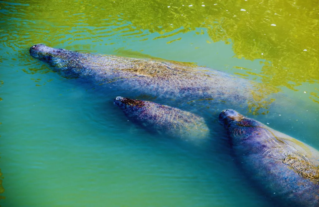 Tampa Electric Manatee Viewing Center. Keep reading to discover the best free things to do in Tampa. 