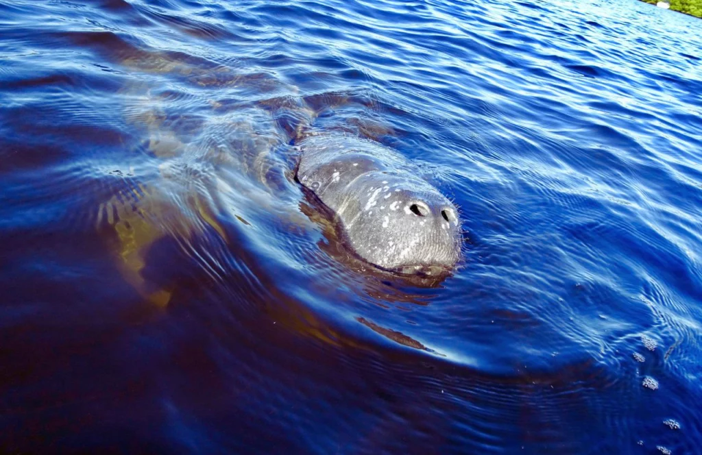 Manatee Viewing Center. One of the best free things to do in Tampa, Florida. Keep reading for the full guide on where to stay in Tampa, Florida. 