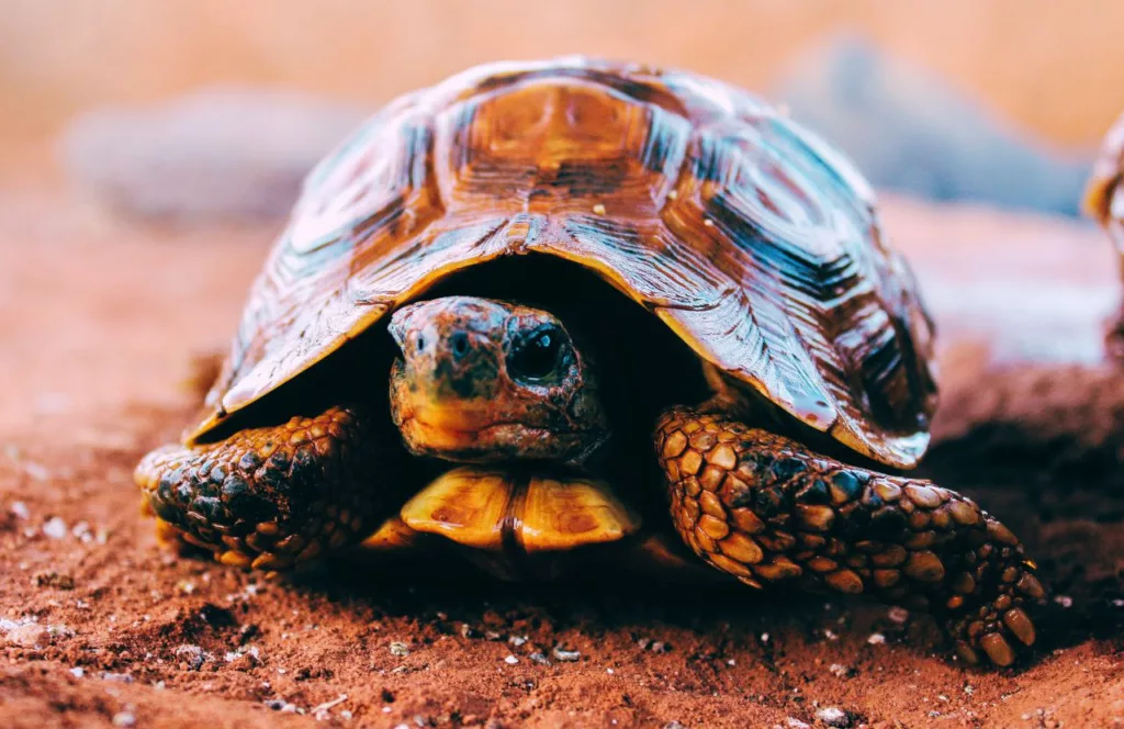 Turtle at Alligator and Wildlife Discovery Center Attraction. One of the best things to do in Treasure Island, Florida. Keep reading to find out more about Florida gardens. 