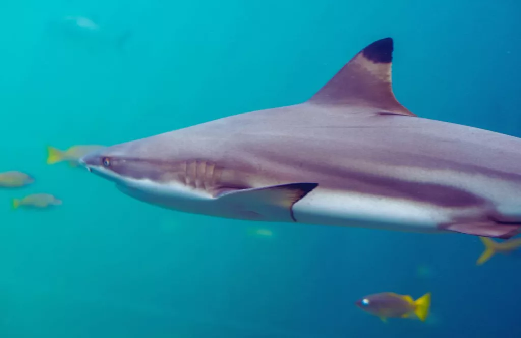 Black Tip Shark in Jacksonville Beach, Florida. Keep reading to learn about shark watching in Florida and how to avoid attacks