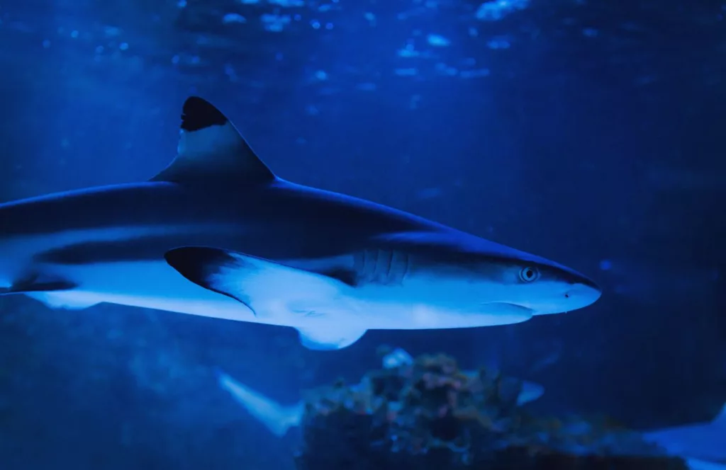 Blacktip Shark in Daytona Beach. Keep reading to learn about shark watching in Florida and how to avoid attacks