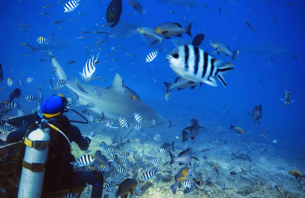 Bull Shark and Diver under water. Keep reading to learn about shark watching in Florida and how to avoid attacks