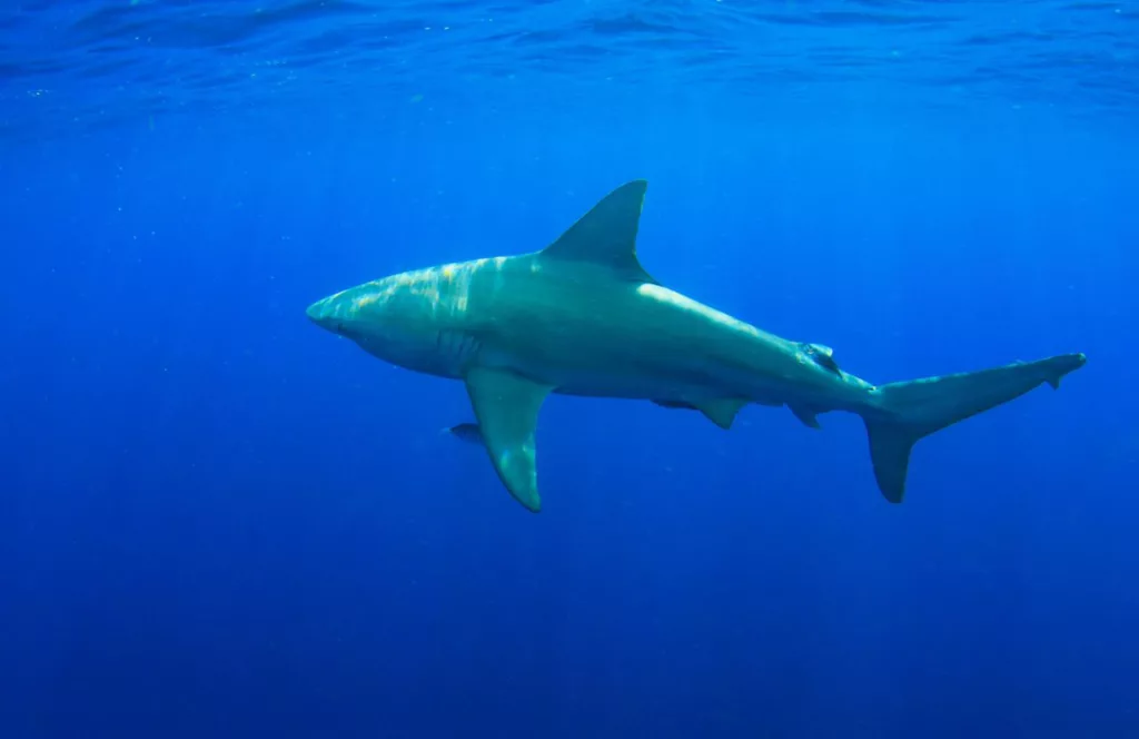 Bull Shark. Keep reading to learn about shark watching in Florida and how to avoid attacks
