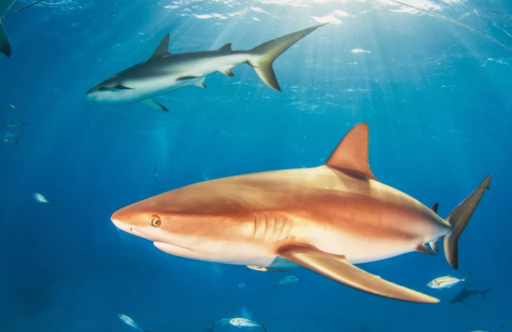 Caribbean Reef Shark. Keep reading to learn about shark watching in Florida and how to avoid attacks