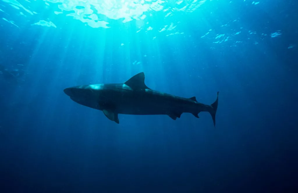 Dusky Shark. Keep reading to learn about shark watching in Florida and how to avoid attacks