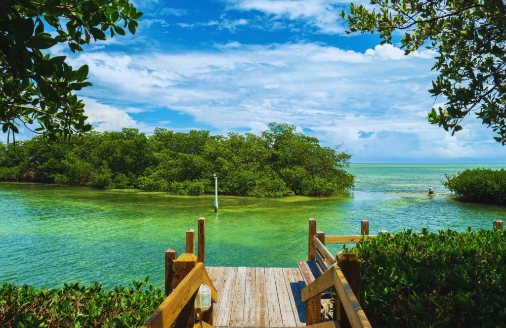 Florida Keys Marsh Land with wooden pier. Keep reading to learn about shark watching in Florida and how to avoid attacks