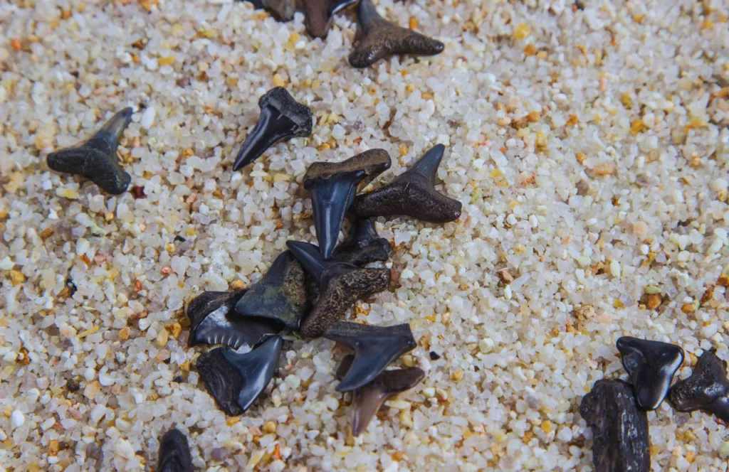 Fossil Shark Teeth. St. Augustine, Florida. Keep reading to learn about shark watching in Florida and how to avoid attacks