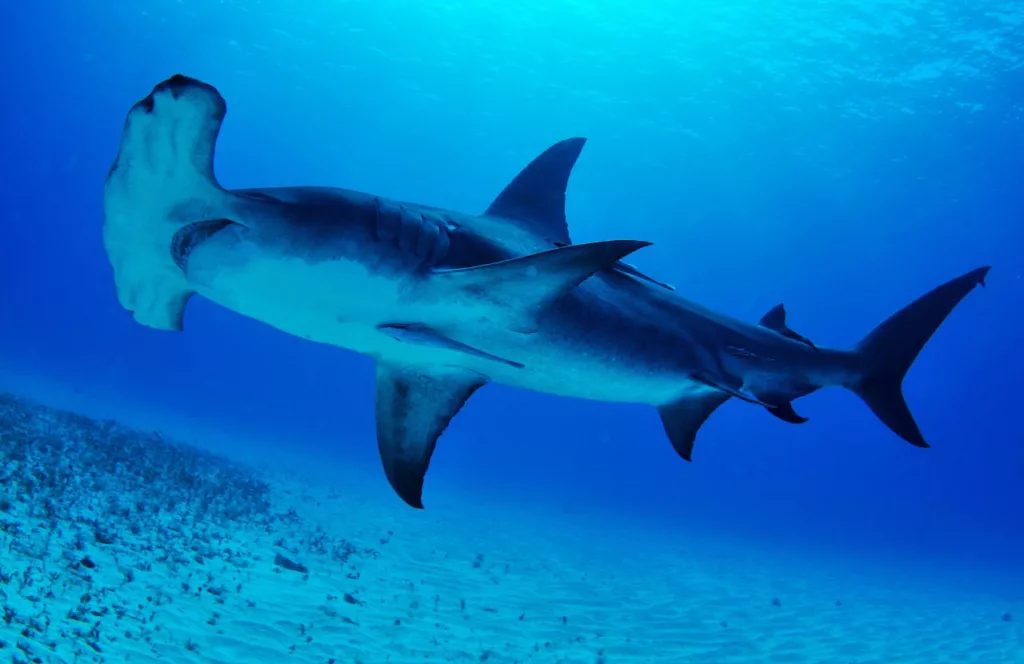 Great Hammerhead Shark. Keep reading to learn about shark watching in Florida and how to avoid attacks
