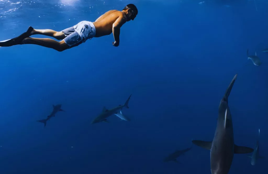 Guy Swimming around sharks. Keep reading to learn about shark watching in Florida and how to avoid attacks