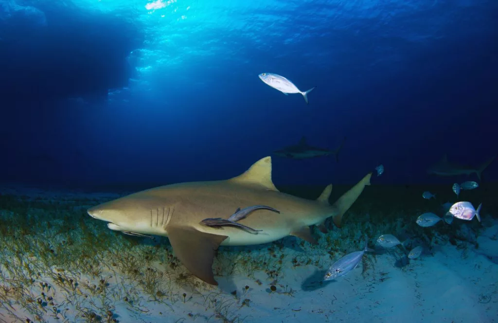 Lemon Shark in Cocoa Beach. Keep reading to learn about shark watching in Florida and how to avoid attacks