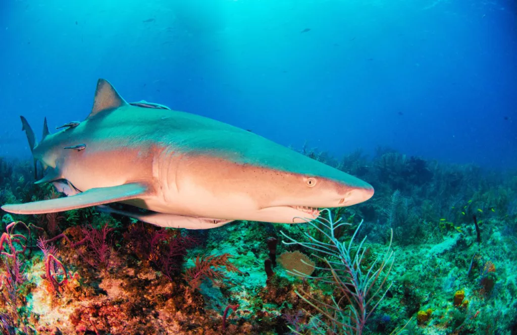 Lemon Shark. Keep reading to learn about shark watching in Florida and how to avoid attacks