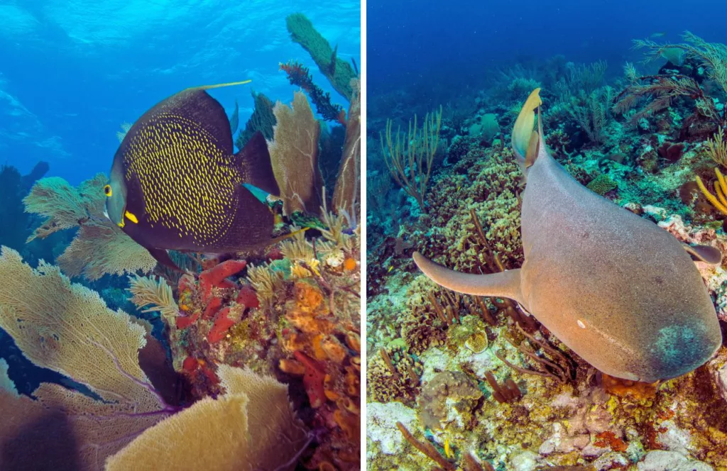 Nurse Shark in coral reef of Jensen Beach, Florida. Keep reading to learn about shark watching in Florida and how to avoid attacks