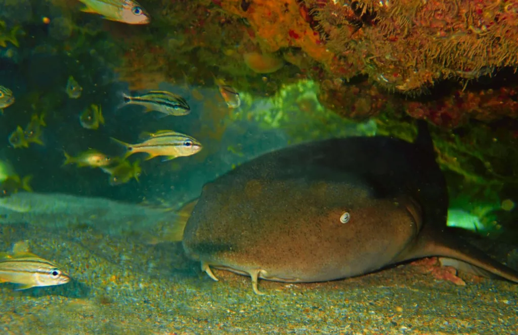 Nurse Shark. Keep reading to learn about shark watching in Florida and how to avoid attacks