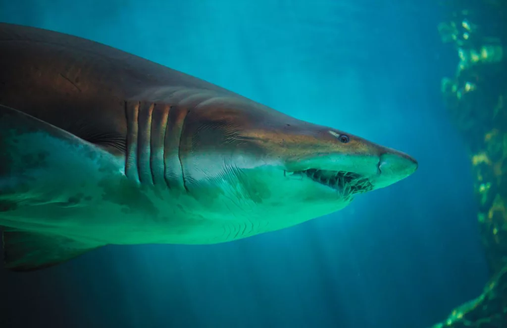 Sand Tiger Shark in St. Augustine Beach. Keep reading to learn about shark watching in Florida and how to avoid attacks