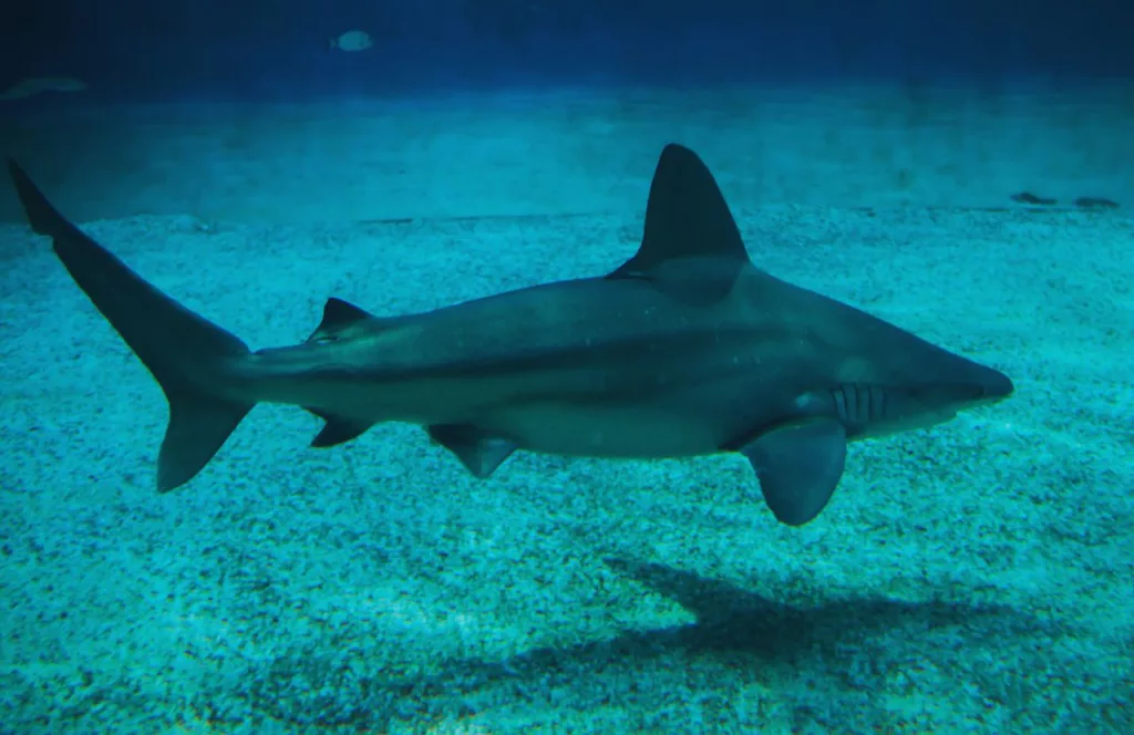 Sandbar Shark. Keep reading to learn about shark watching in Florida and how to avoid attacks
