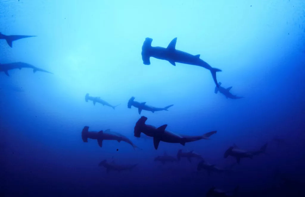 School of Hammerhead Sharks. Keep reading to learn about shark watching in Florida and how to avoid attacks