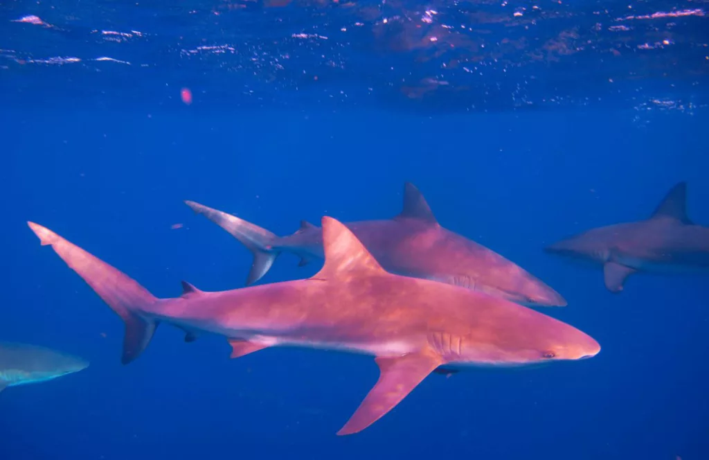 School of Silky Sharks. Keep reading to learn about shark watching in Florida and how to avoid attacks