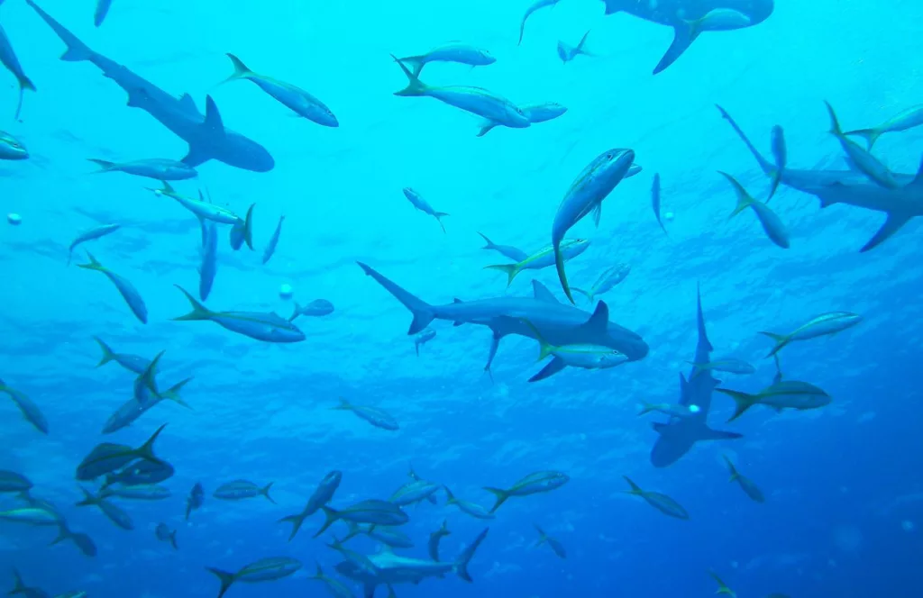 School of sharks in Palm Beach. Keep reading to learn about shark watching in Florida and how to avoid attacks