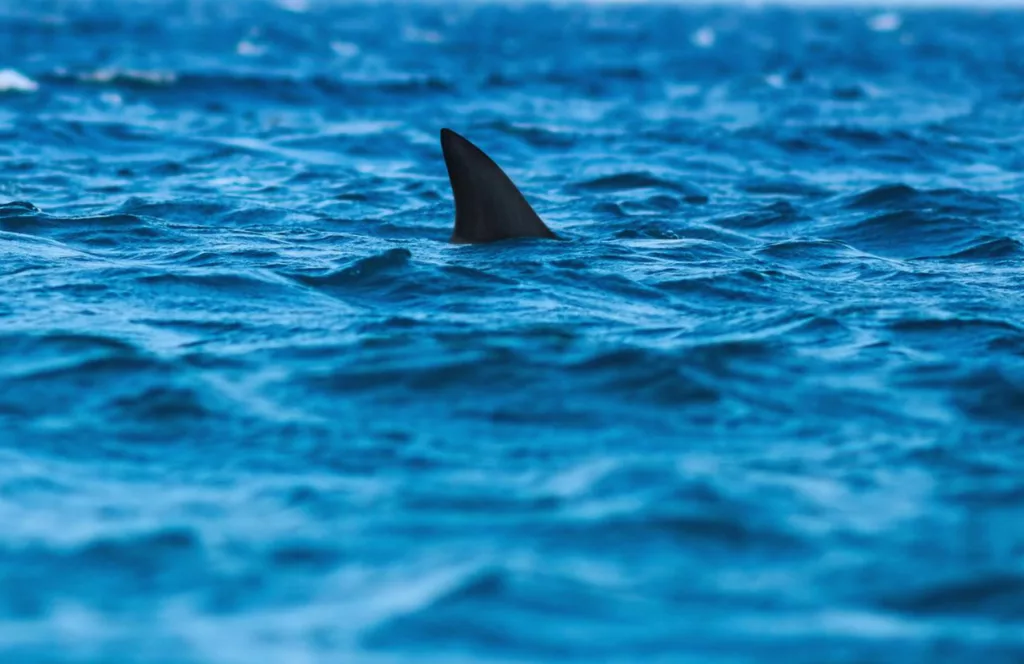 Shark View from Boat in Jupiter Beach, Florida. Keep reading to learn about shark watching in Florida and how to avoid attacks