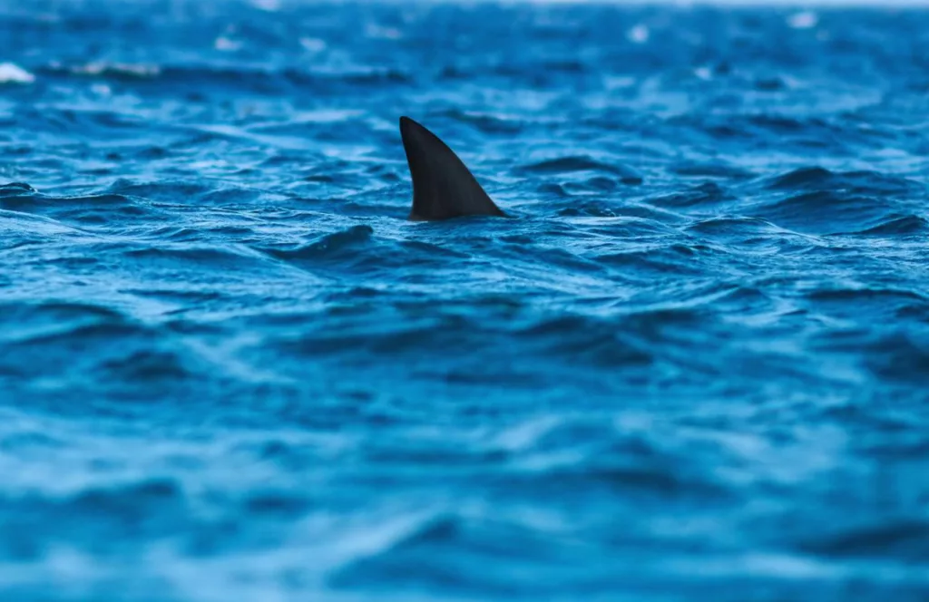 Shark View from the boat in Florida. Keep reading to find out all you need to know about the best things to do in Panama City Beach.