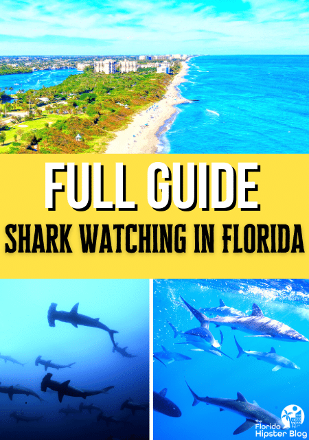 Guide to Shark Watching in Florida