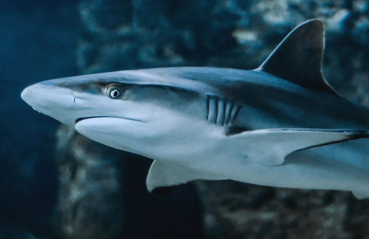 Shark in the water. Keep reading to learn about shark watching in Florida and how to avoid attacks