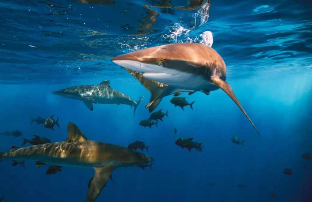 Sharks in the water. Keep reading to learn about shark watching in Florida and how to avoid attacks