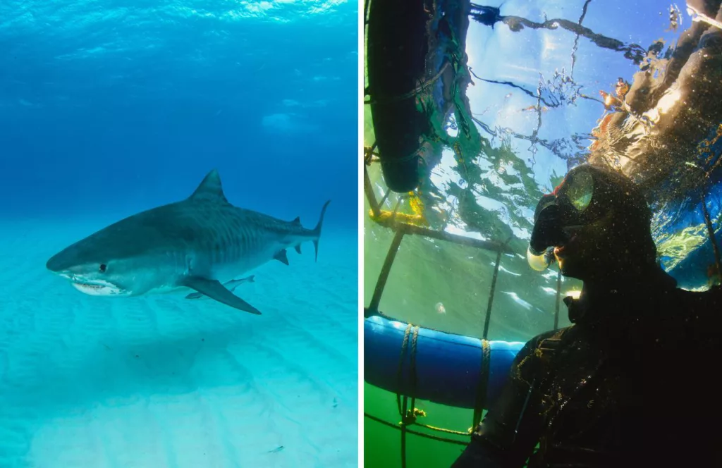 Tiger Shark view from Cage diving in Palm Beach. Keep reading to learn about shark watching in Florida and how to avoid attacks