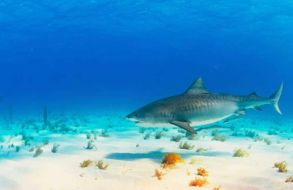Tiger Shark. Keep reading to learn about shark watching in Florida and how to avoid attacks