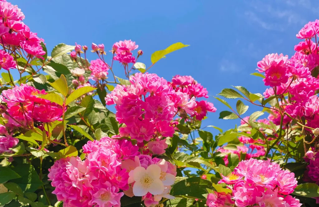 Guide to the best gardens in Jacksonville, Florida