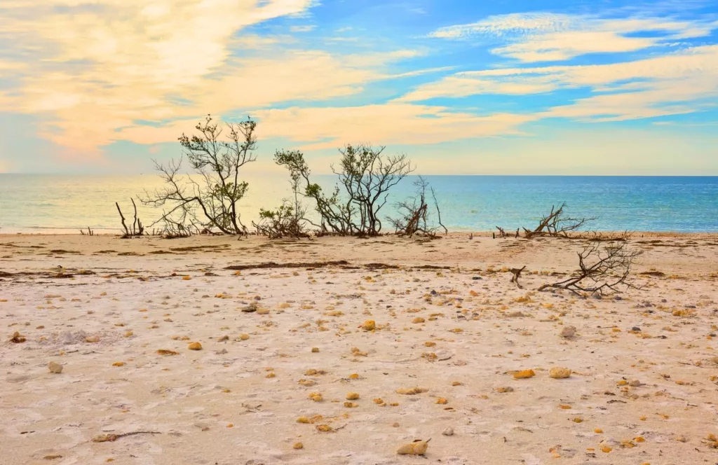 Honeymoon Island State Park. Keep reading to learn more about which west central Florida beaches are the best. 