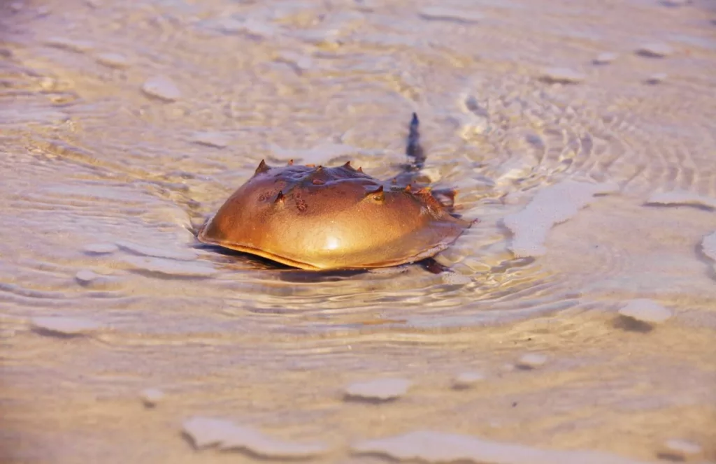 Horseshoe crab in the shallow waters of Horseshoe Beach, Florida. One of the Best Beaches Near Gainesville, Florida