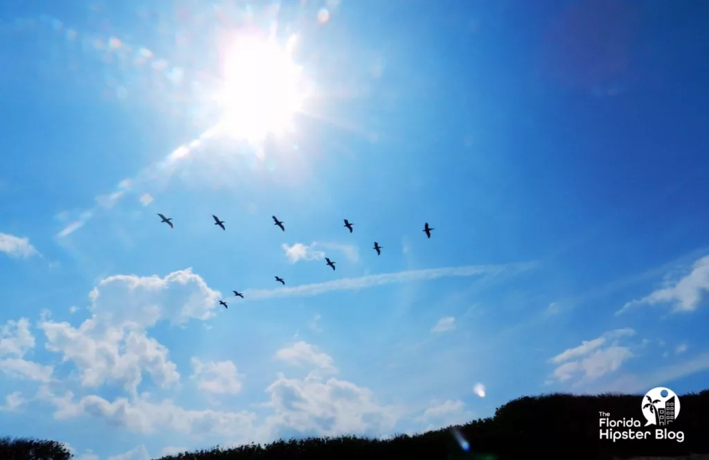 Birds flying in the sky in Florida. Keep reading to discover more free things to do in Gainesville.