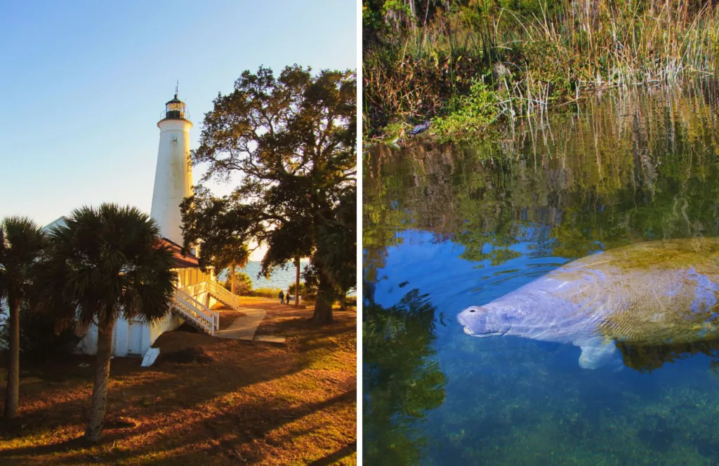 Lighthouse and manatee in Wakulla Springs, Florida. Keep reading to get the best things to do in the Florida Panhandle