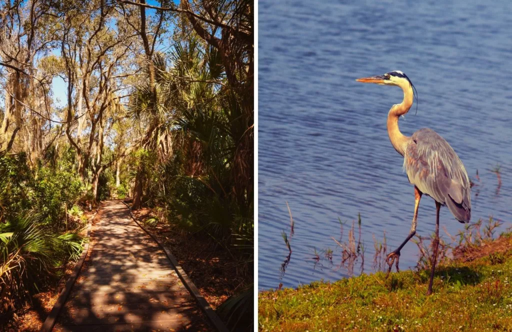 Loftin Wildlife Park boardwalk through forest with bird near the bank of water at Universal of North Florida Nature Trails. Keep reading to find out all you need to know about free things to do in Jacksonville, Florida. 