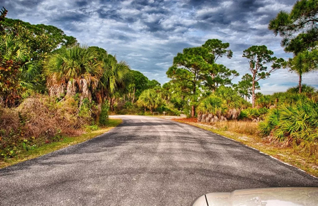 Lush road to Honeymoon Island State Park. One of the best West Central Florida beaches