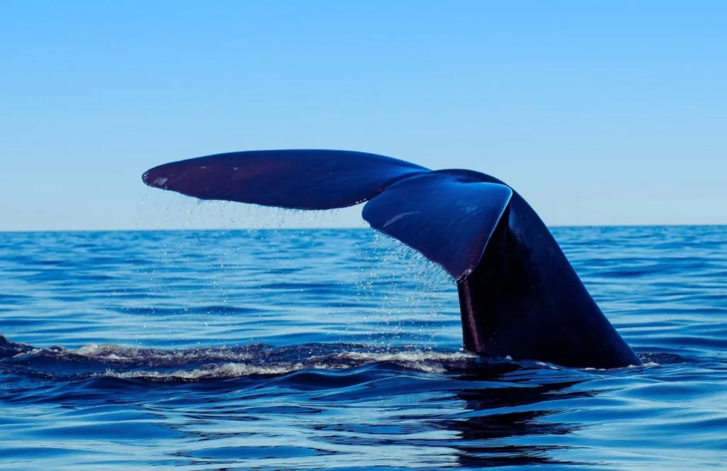 Northern Right Whale Watching in Flagler Beach, Florida. Keep reading to learn more about the beaches near Gainesville. 