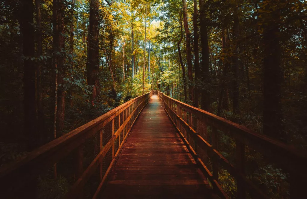 One of the best gardens in Jacksonville, Florida is Tree Hill Nature Center trail.Keep reading to learn more about Florida gardens.  